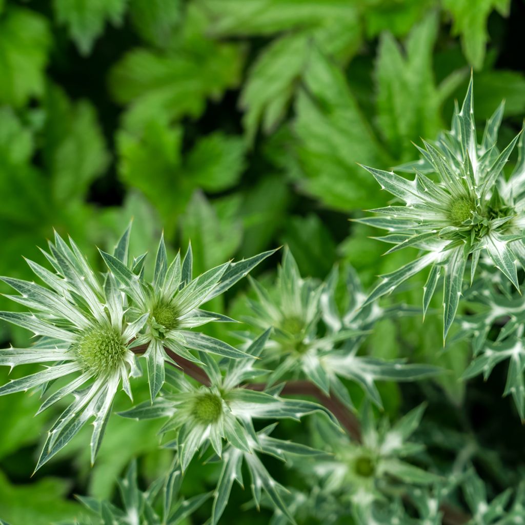 Koreapiikkiputki - Eryngium bourgatii