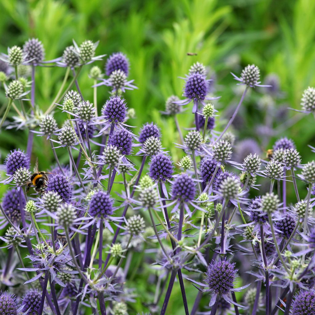 Koreapiikkiputki - Eryngium bourgatii