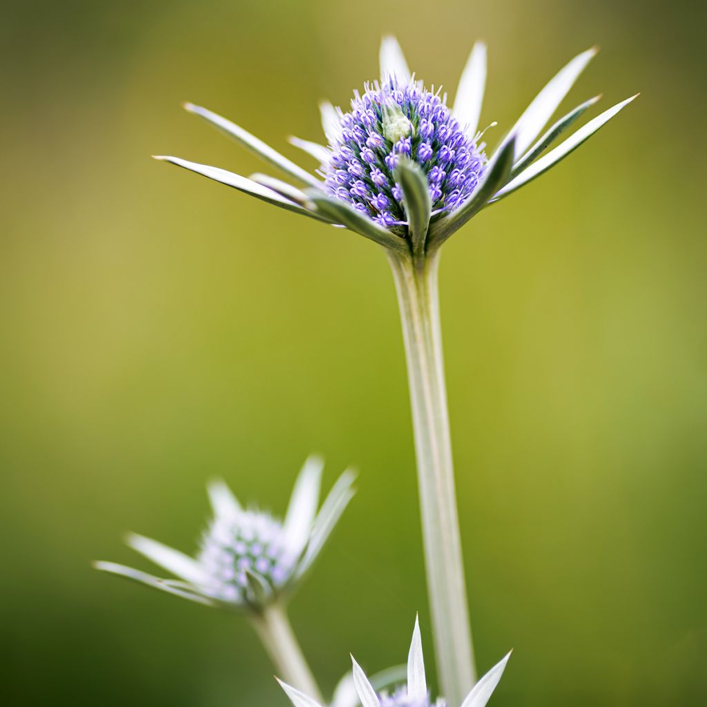 Koreapiikkiputki - Eryngium bourgatii