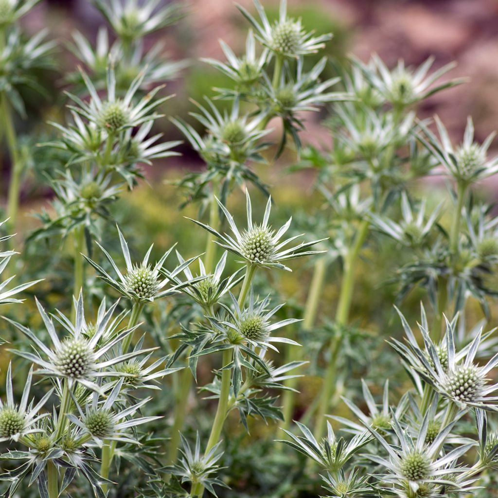 Koreapiikkiputki - Eryngium bourgatii
