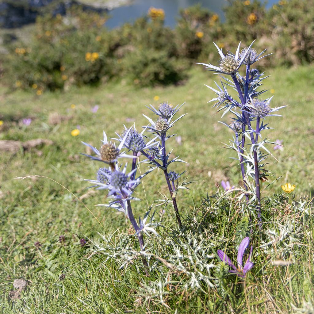 Koreapiikkiputki - Eryngium bourgatii