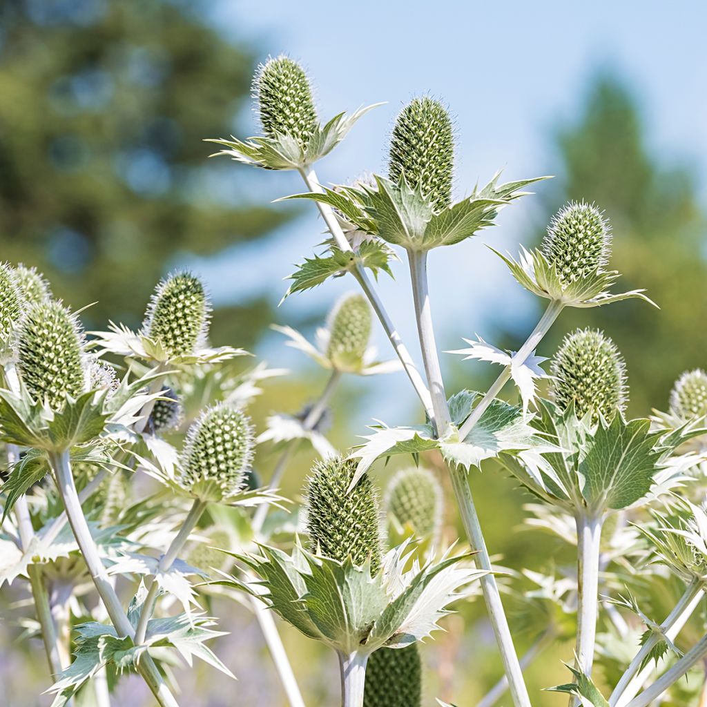 Hohtopiikkiputki - Eryngium giganteum