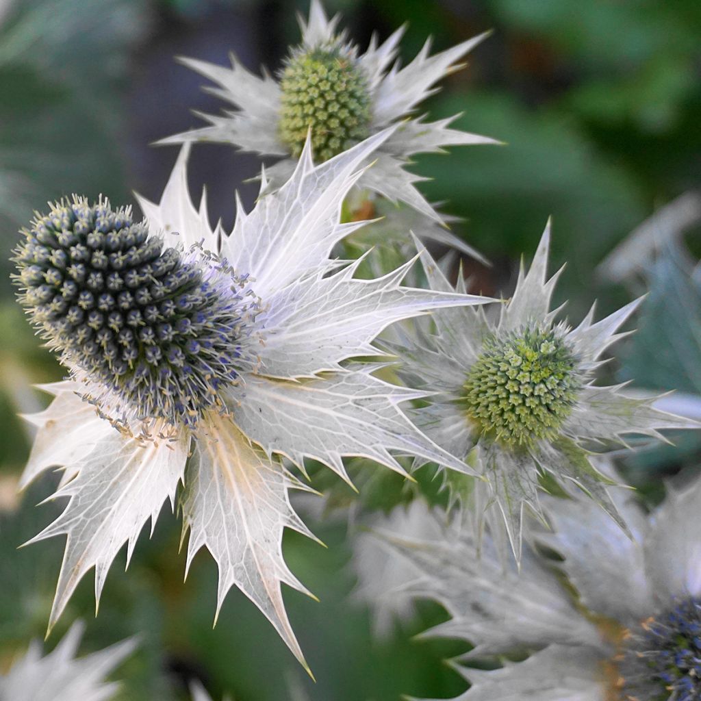Hohtopiikkiputki - Eryngium giganteum