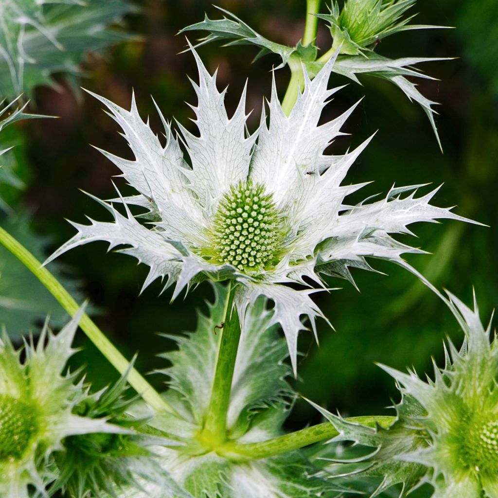 Hohtopiikkiputki - Eryngium giganteum