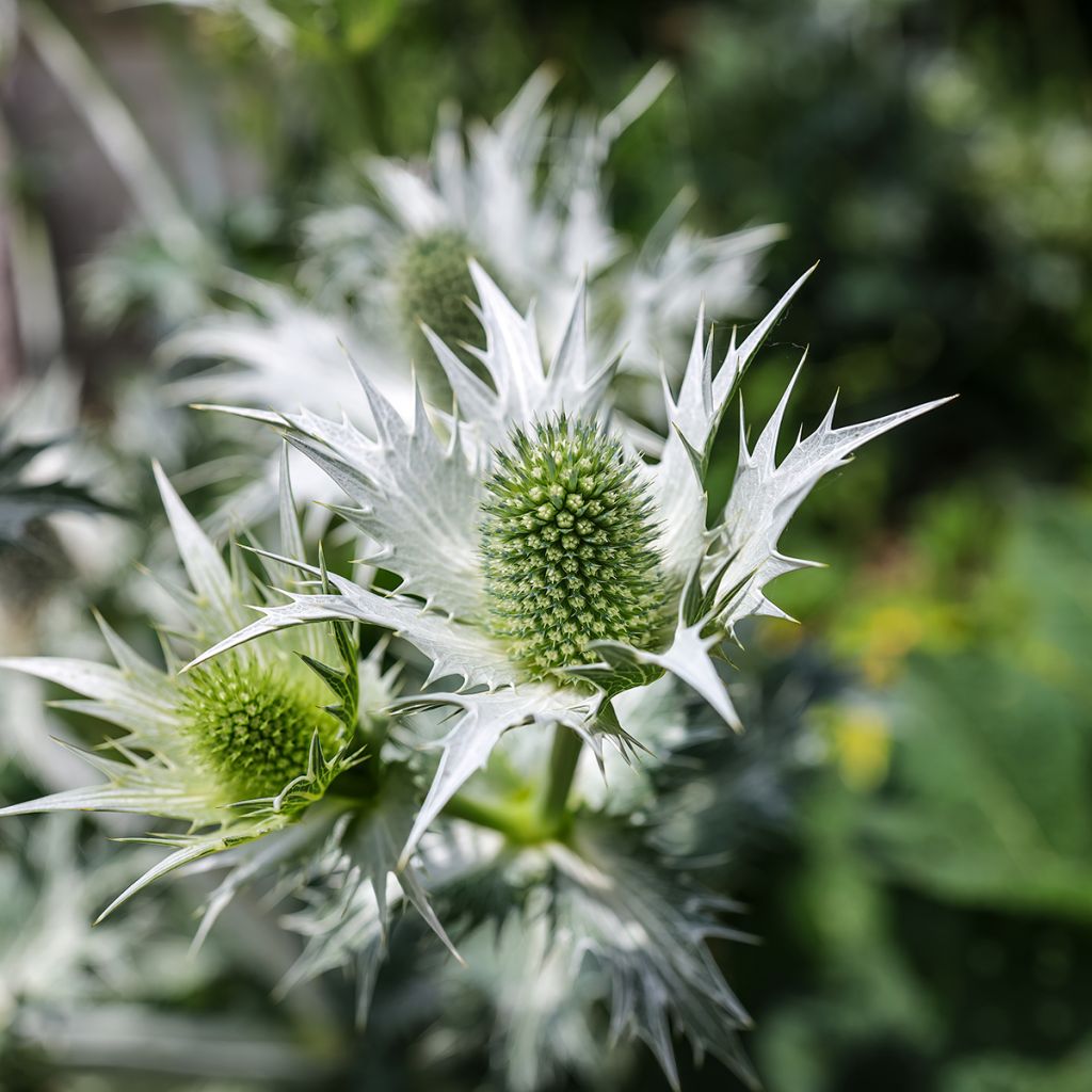 Hohtopiikkiputki - Eryngium giganteum