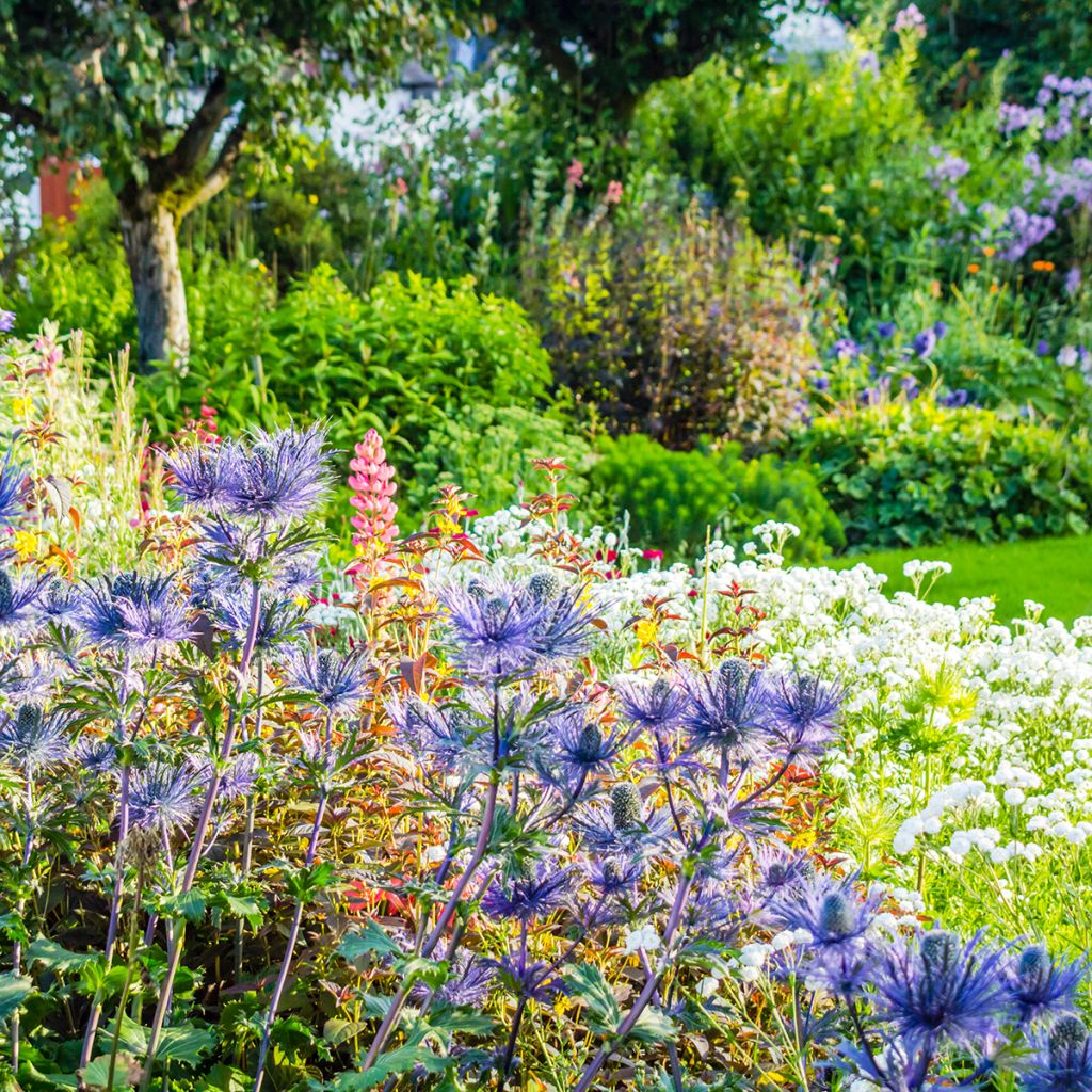 Piikkiputki - Eryngium oliverianum
