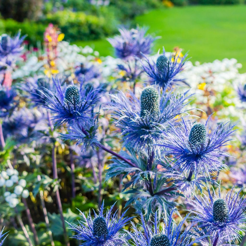 Piikkiputki - Eryngium oliverianum