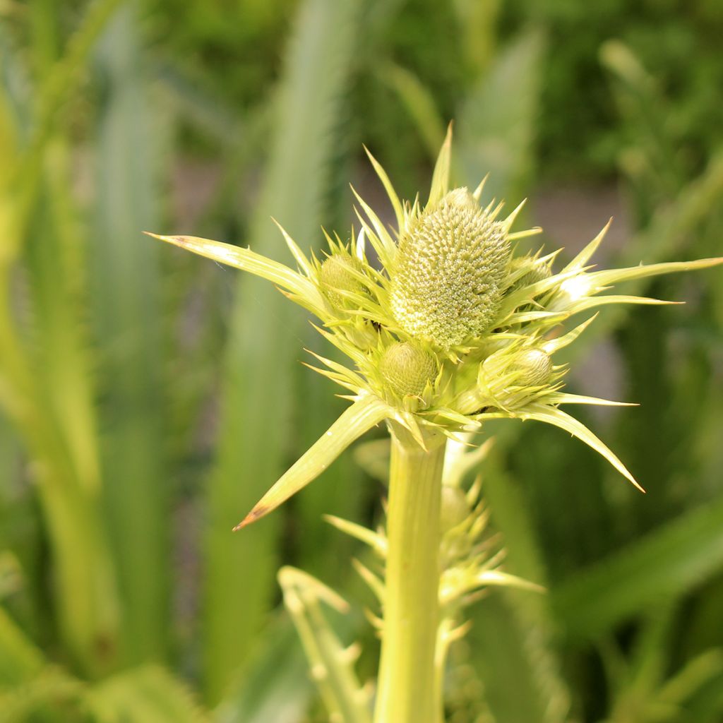 Piikiputke - Eryngium pandanifolium