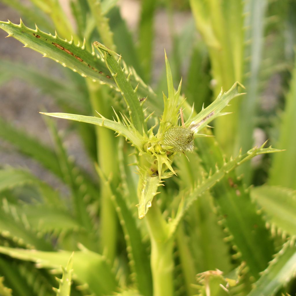 Piikiputke - Eryngium pandanifolium