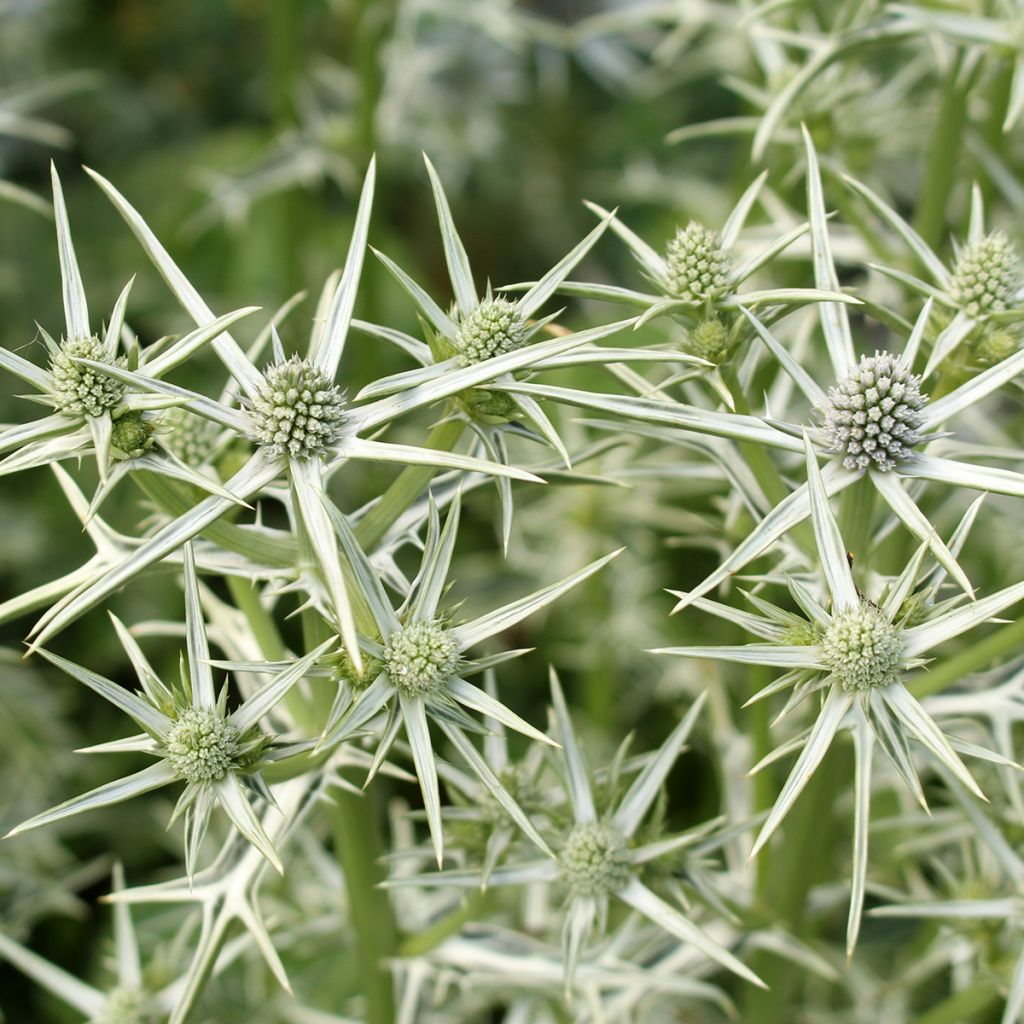 Piikiputke - Eryngium variifolium
