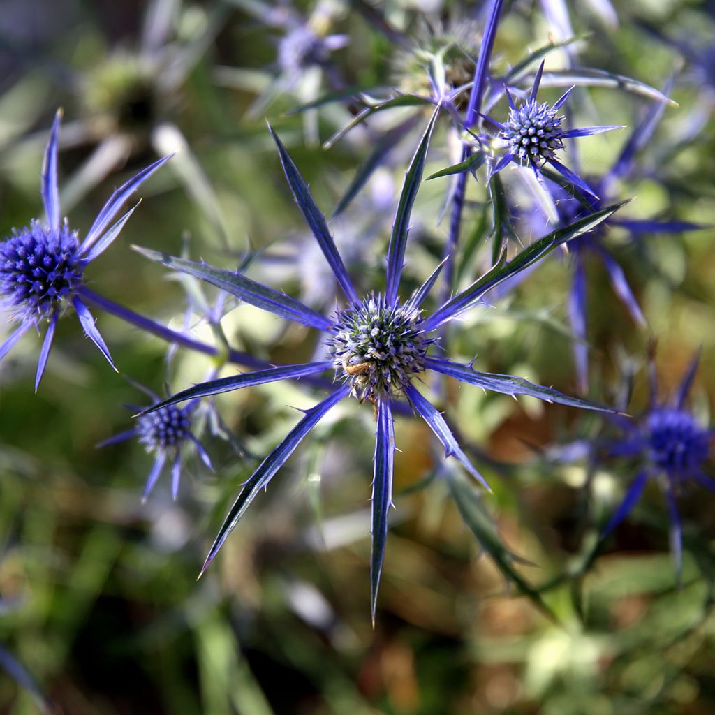 Piikiputke - Eryngium variifolium