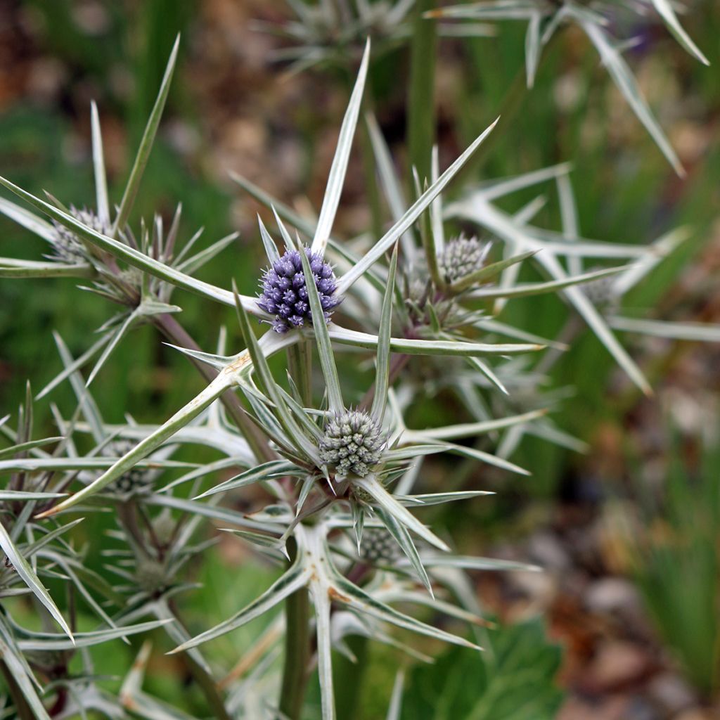 Piikiputke - Eryngium variifolium