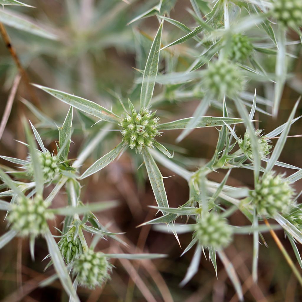 Piikiputke - Eryngium variifolium