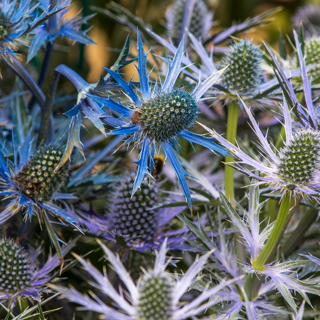 Komeapiikkiputki Big Blue