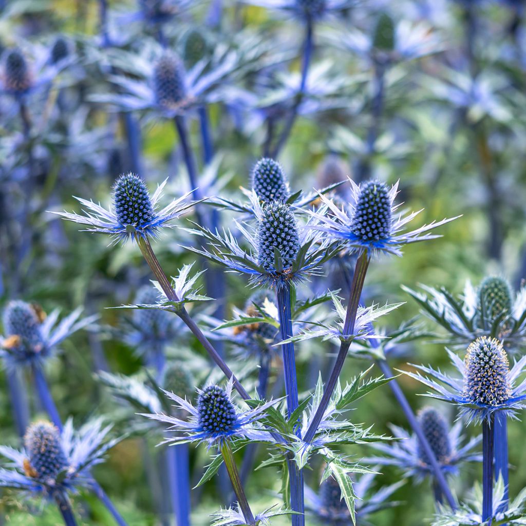 Komeapiikkiputki Big Blue