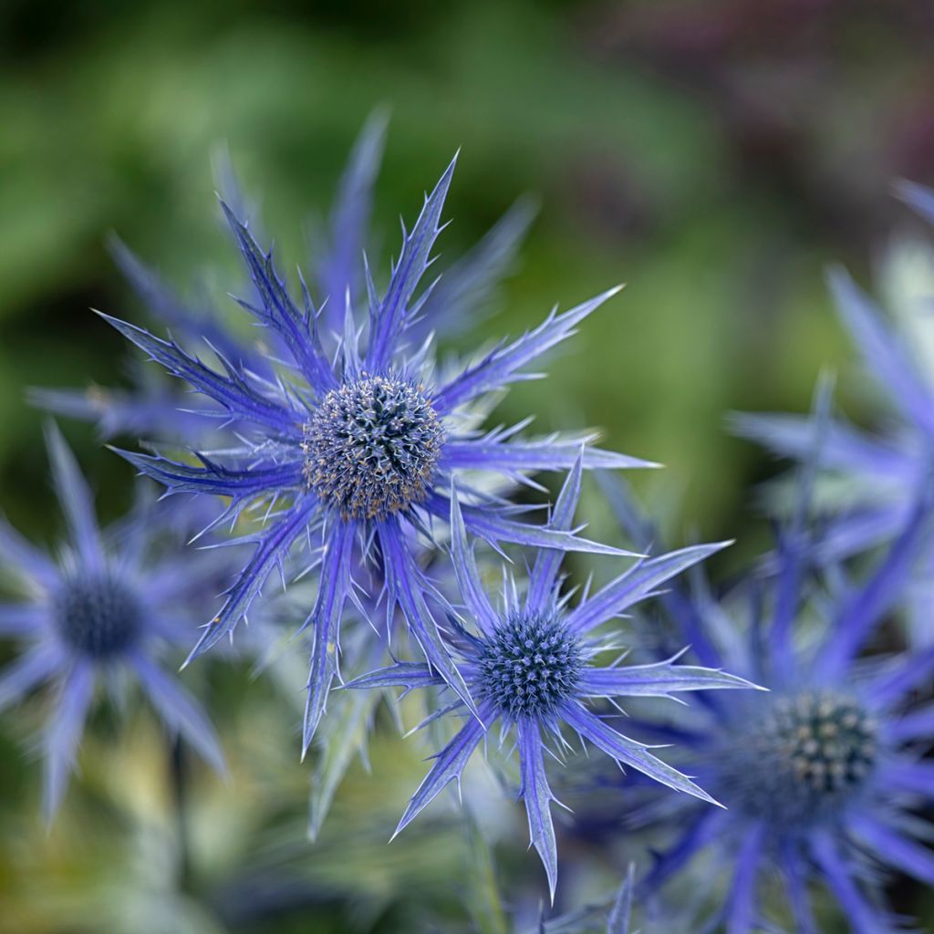 Komeapiikkiputki Big Blue