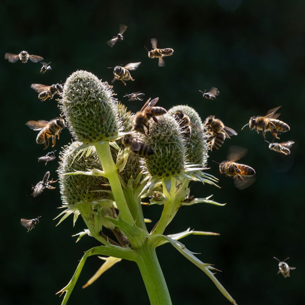 Piikiputke - Eryngium agavifolium