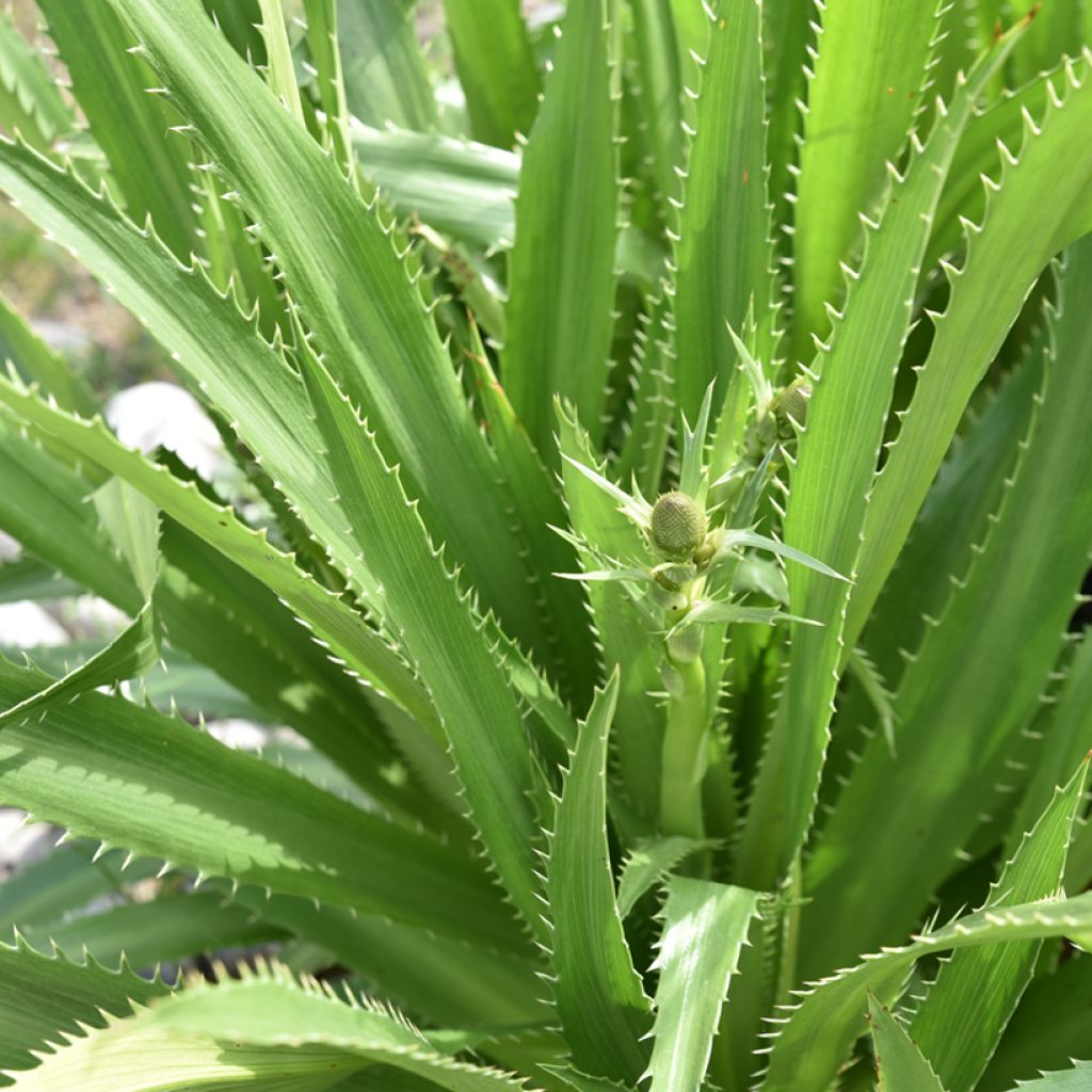 Piikiputke - Eryngium agavifolium