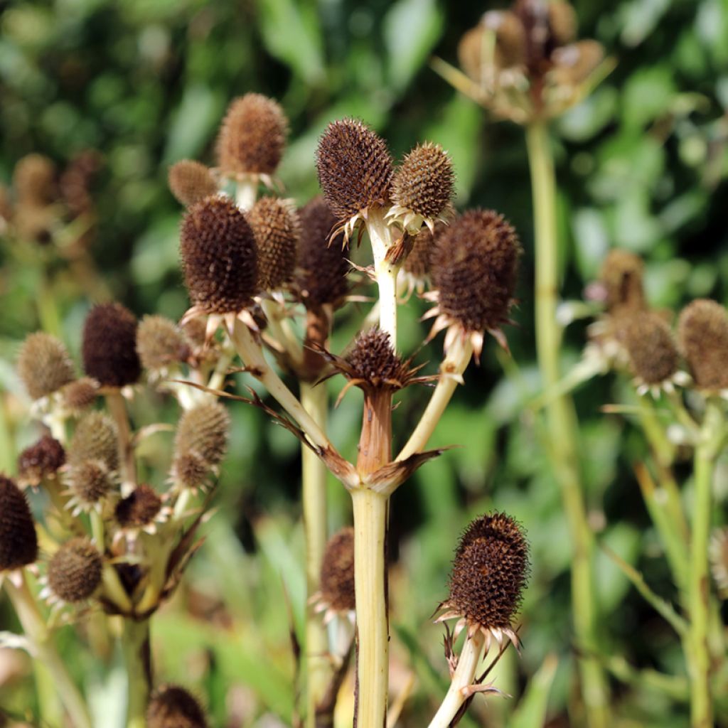 Piikiputke - Eryngium agavifolium