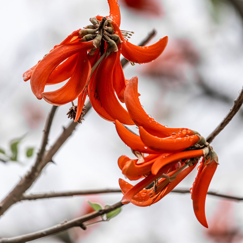 Oranssikorallipuu - Erythrina caffra