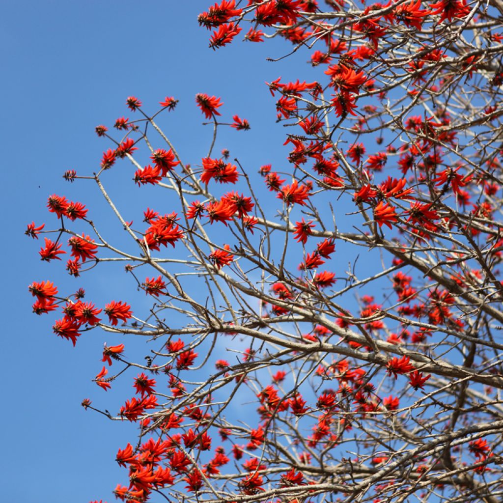 Oranssikorallipuu - Erythrina caffra