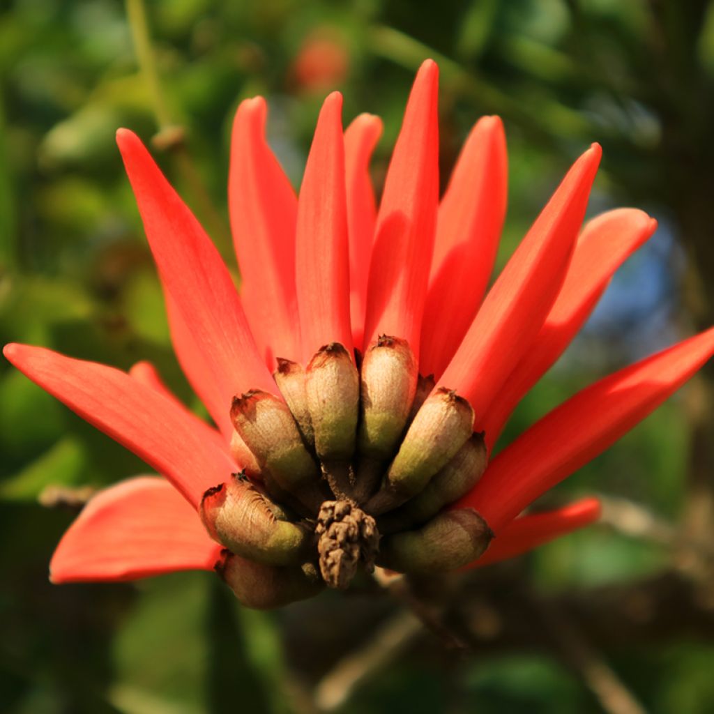 Oranssikorallipuu - Erythrina caffra