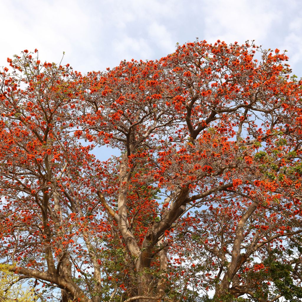 Oranssikorallipuu - Erythrina caffra