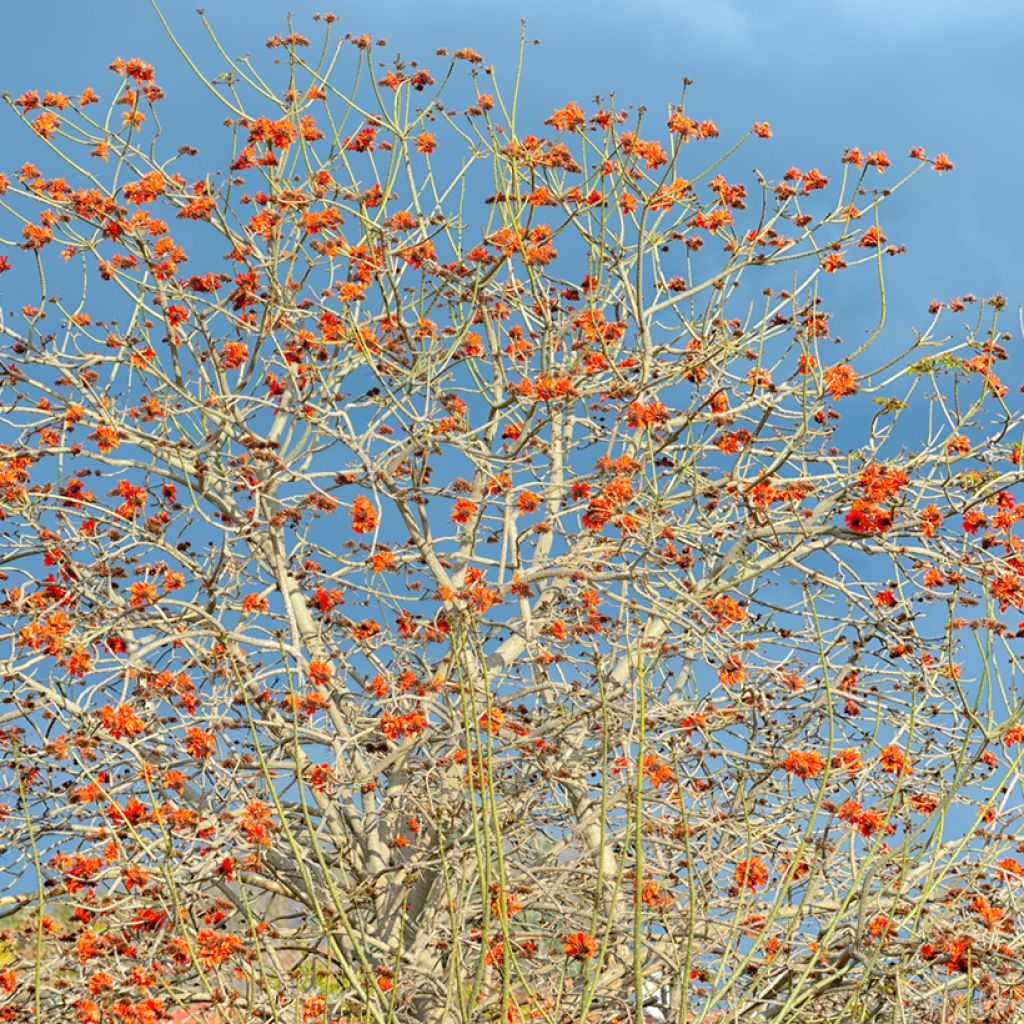 Oranssikorallipuu - Erythrina caffra