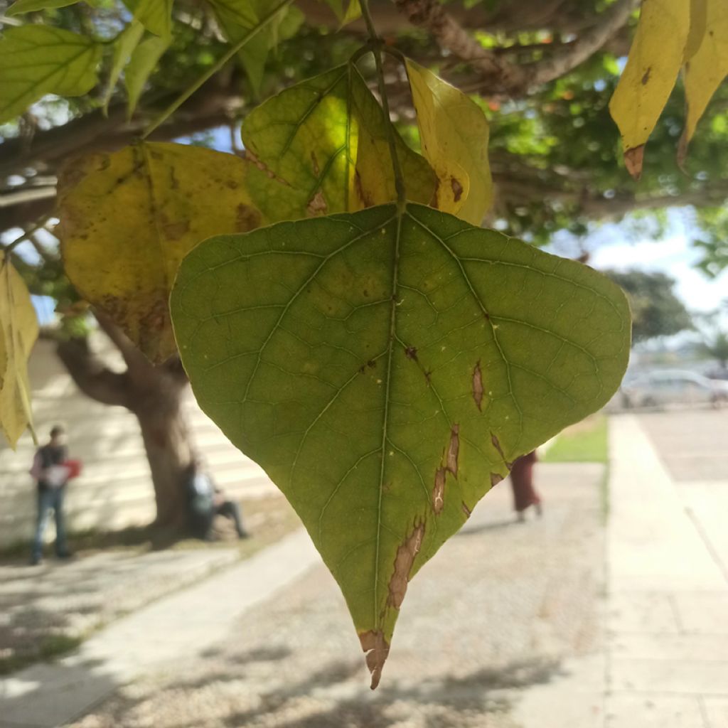 Oranssikorallipuu - Erythrina caffra
