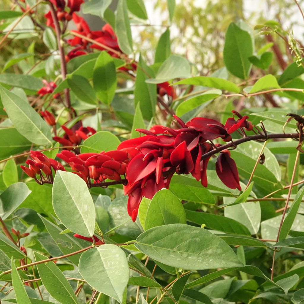 Kukonkorallipuu (siemenet) - Erythrina crista-galli