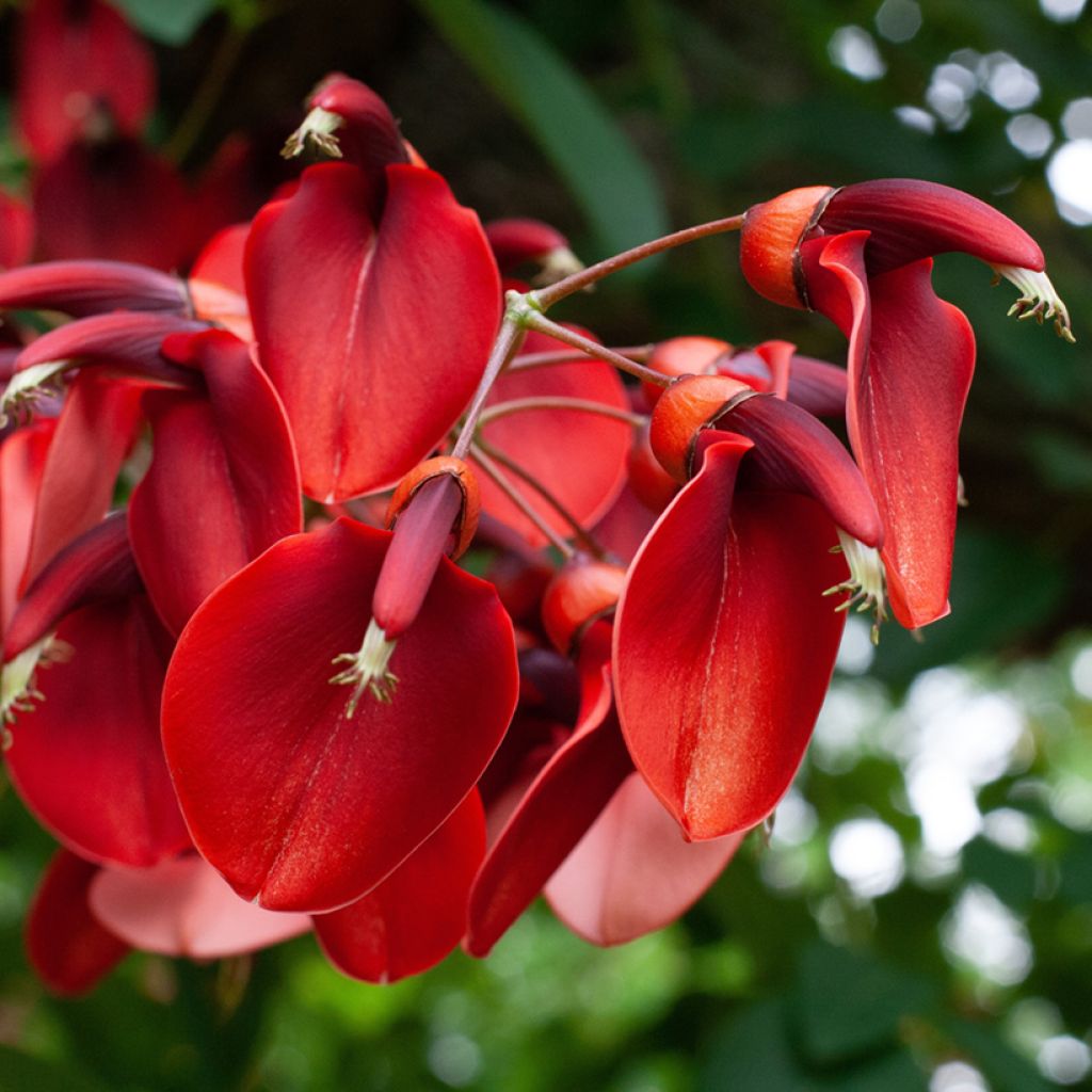 Kukonkorallipuu - Erythrina crista-galli