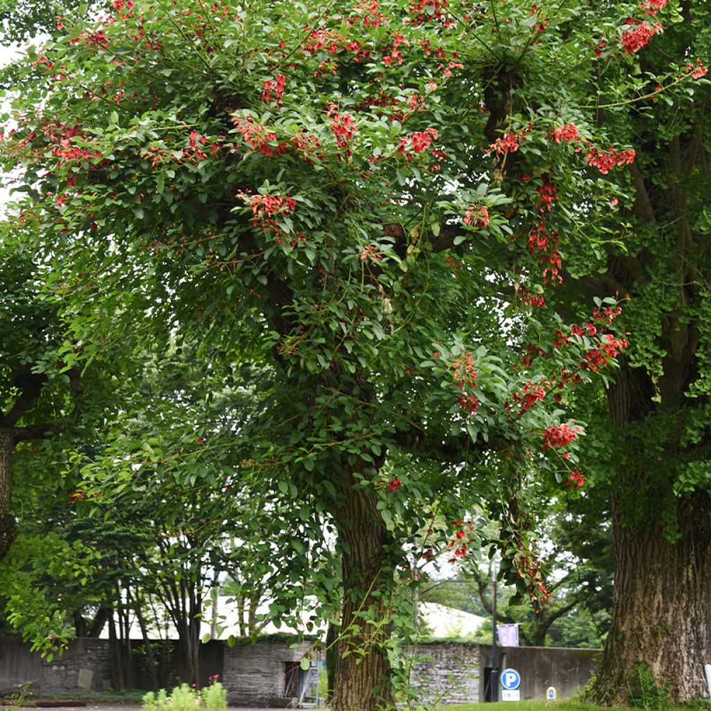 Kukonkorallipuu - Erythrina crista-galli