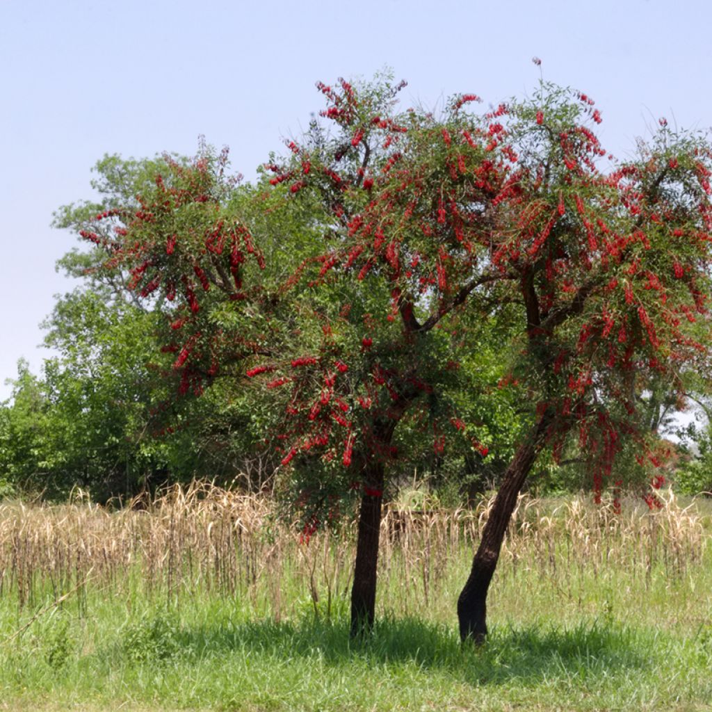 Kukonkorallipuu - Erythrina crista-galli