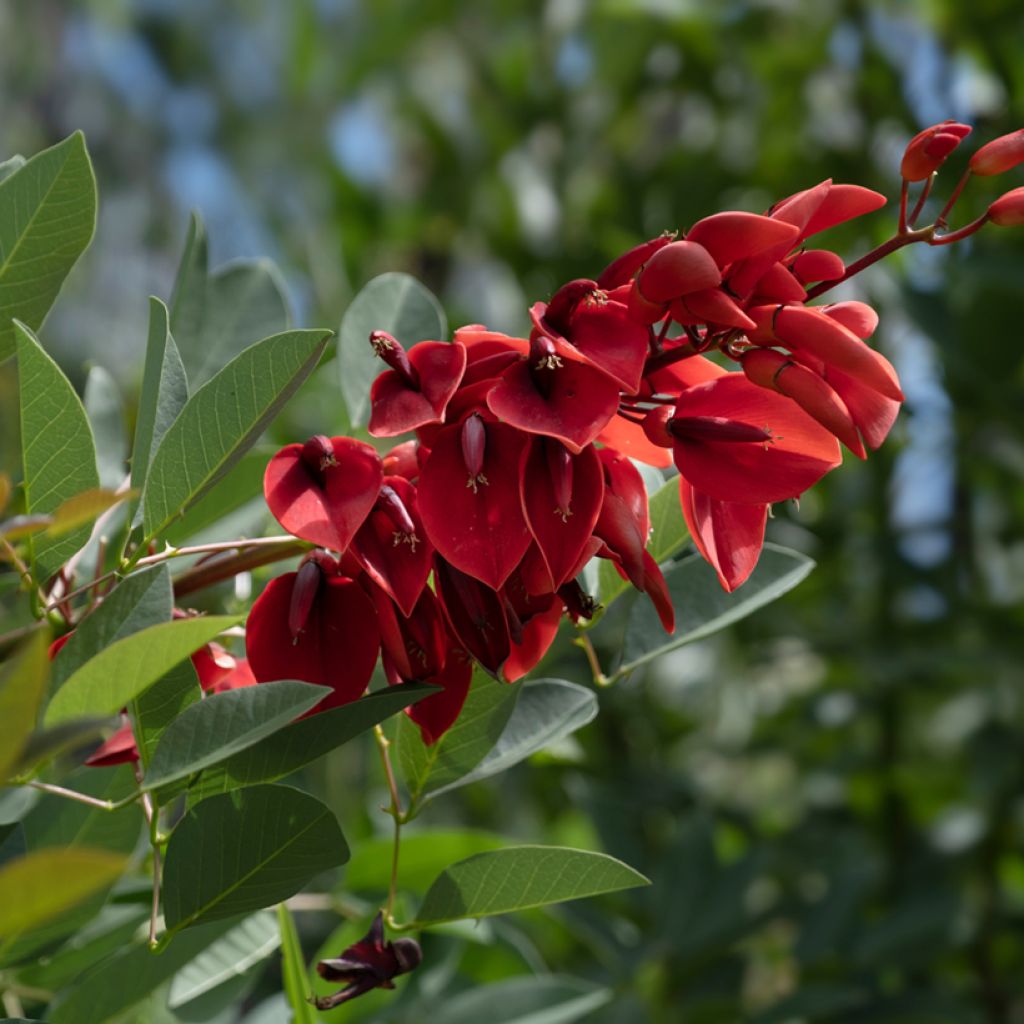 Kukonkorallipuu - Erythrina crista-galli