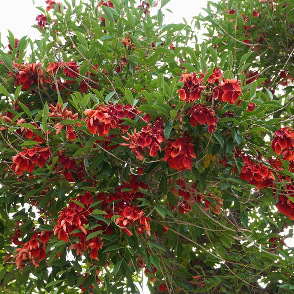 Kukonkorallipuu - Erythrina crista-galli