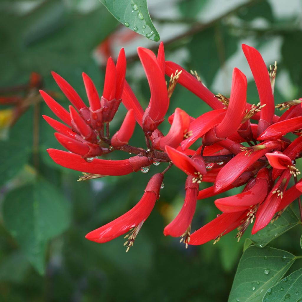 Korallipuu - Erythrina x bidwillii