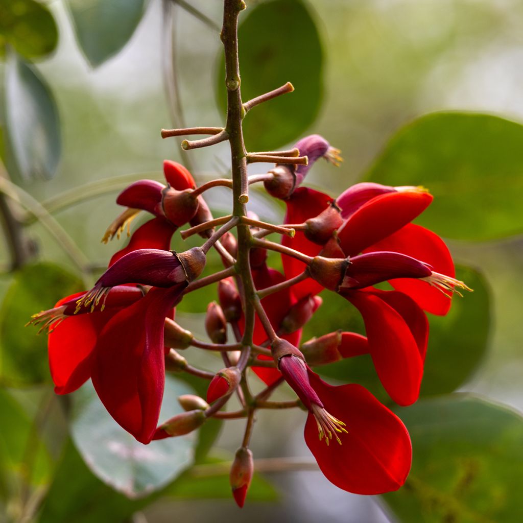 Kukonkorallipuu (siemenet) - Erythrina crista-galli