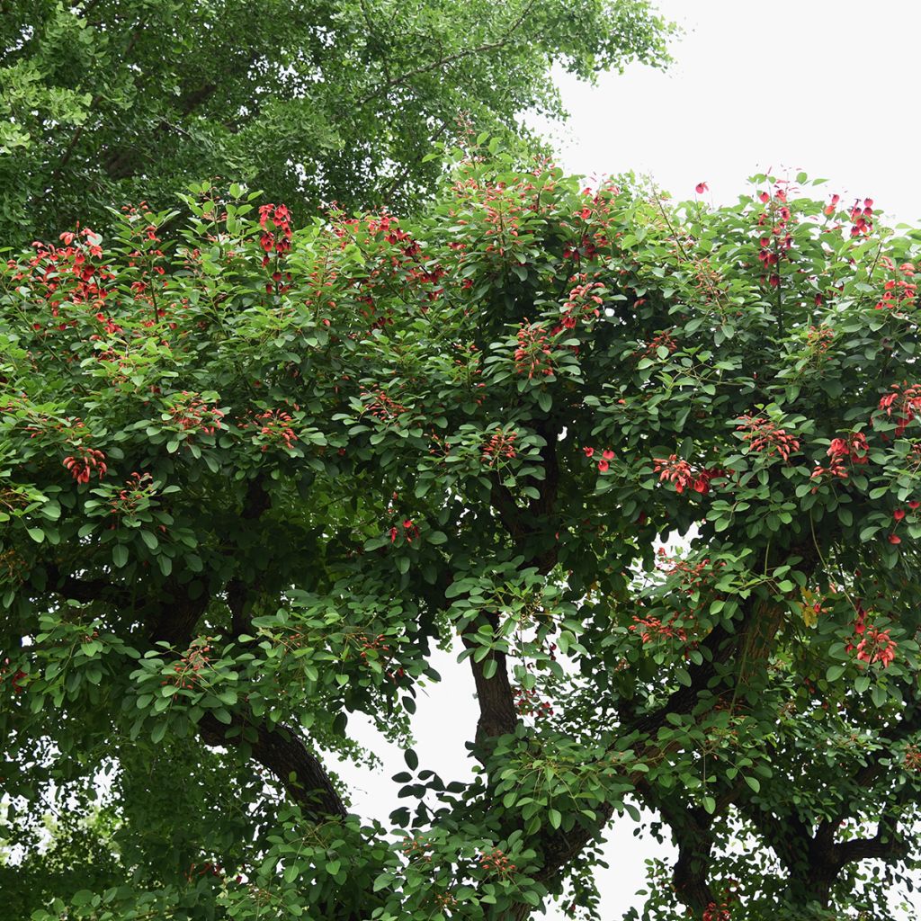 Kukonkorallipuu (siemenet) - Erythrina crista-galli