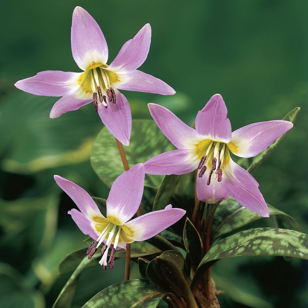 Rusokoiranhammas Lilac Wonder