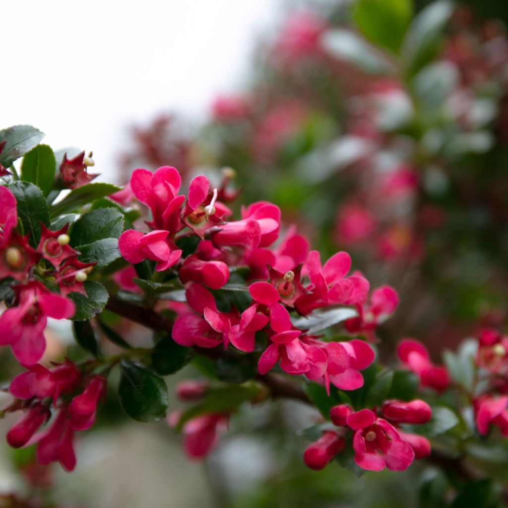 Eskalloniat Dart's Rosy Red