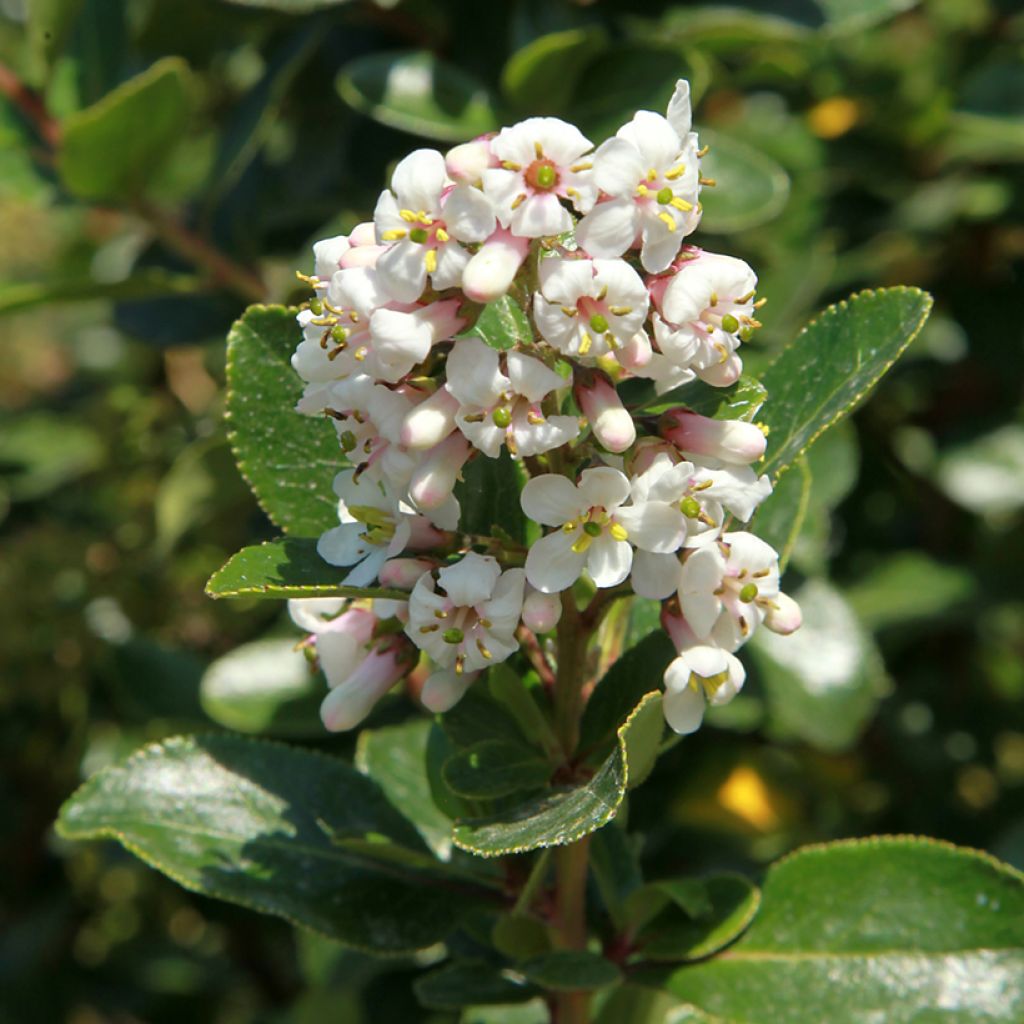 Escallonia Iveyi