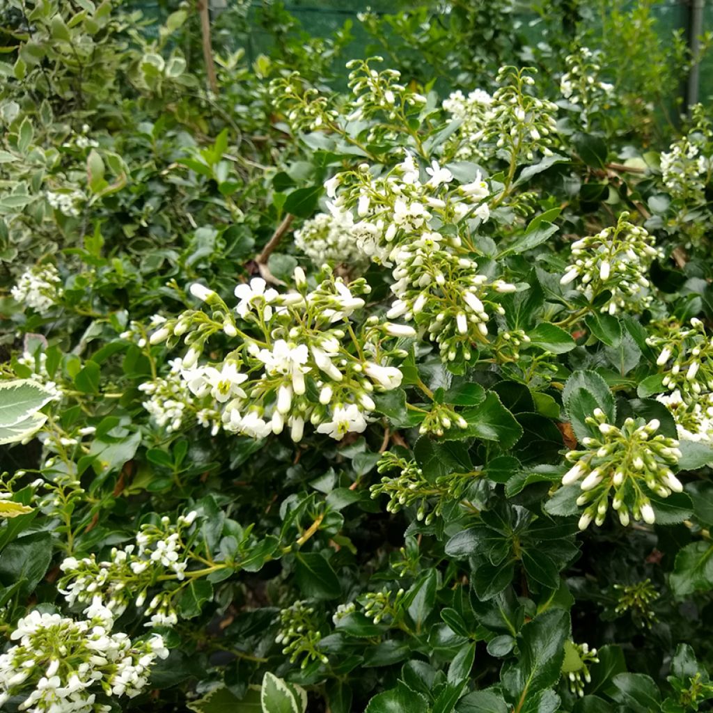 Escallonia Iveyi