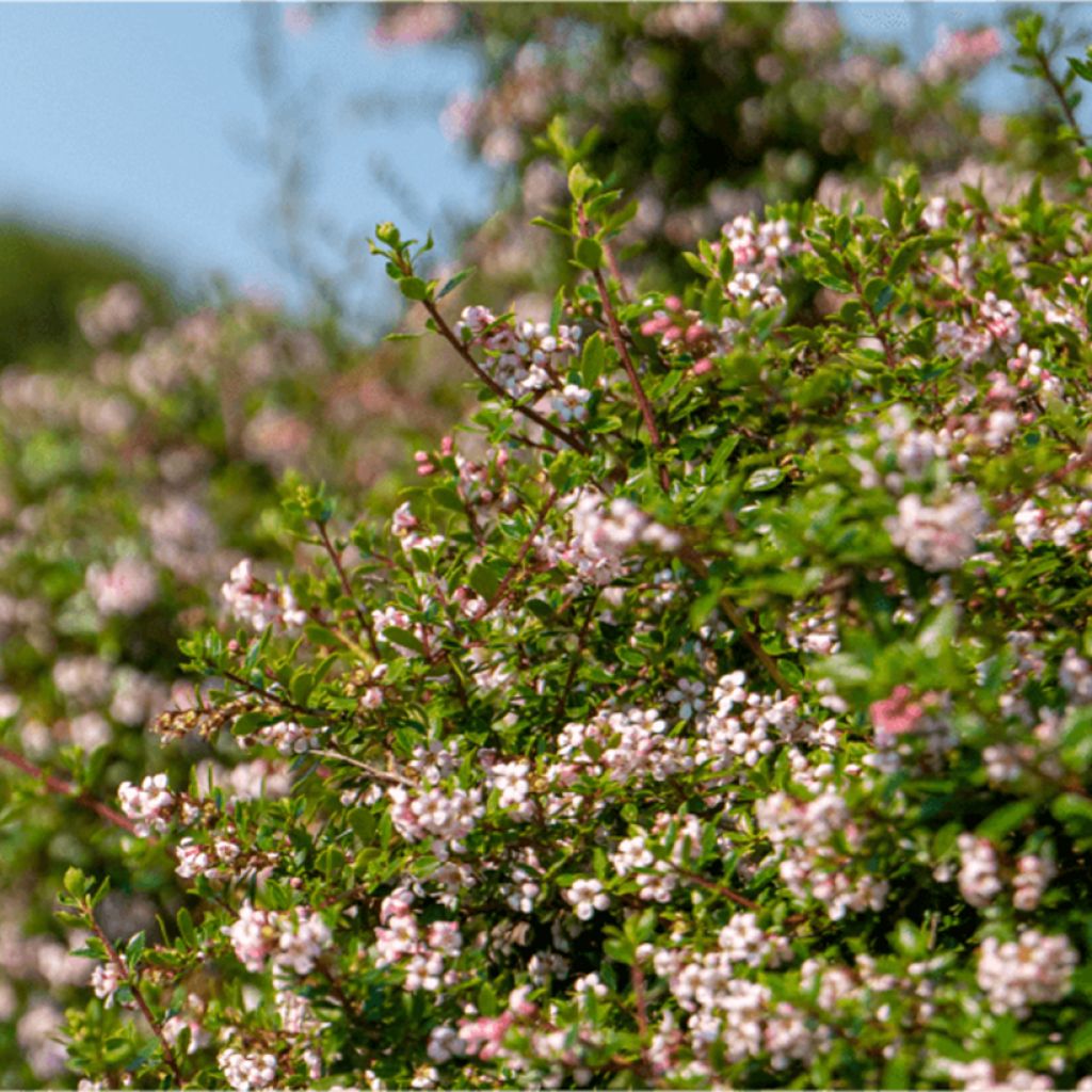 Eskalloniat Pinky Carpet