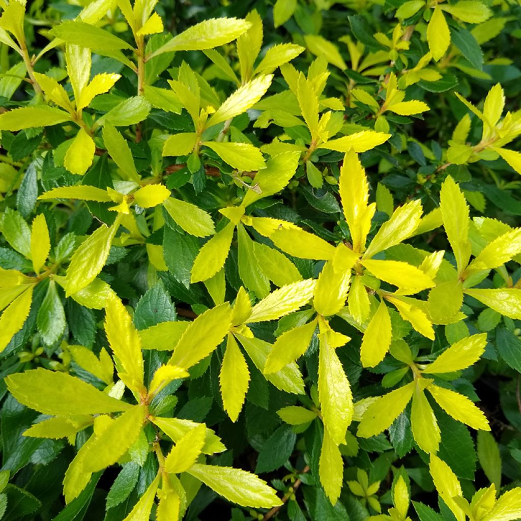 Eskalloniat Golden Carpet