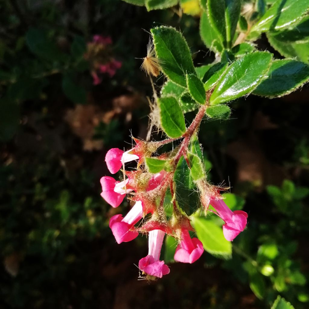 Eskalloniat - Escallonia rubra var. macrantha
