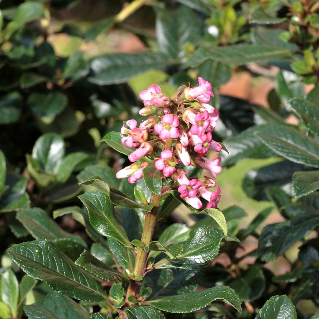 Eskalloniat - Escallonia rubra var. macrantha