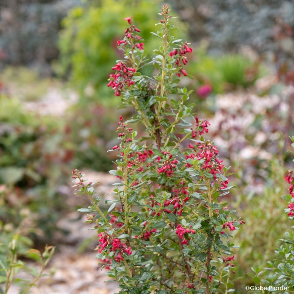 Escallonia rubra Red Tower
