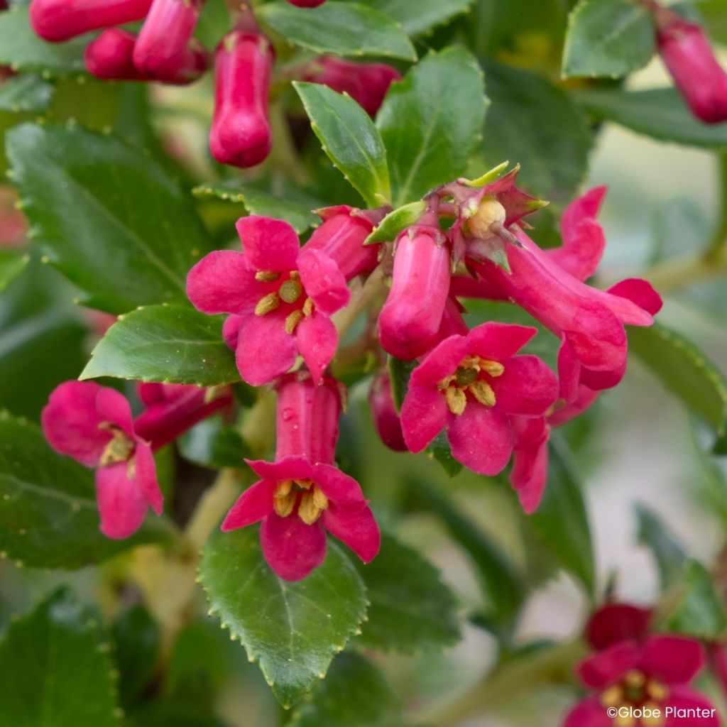 Escallonia rubra Red Tower