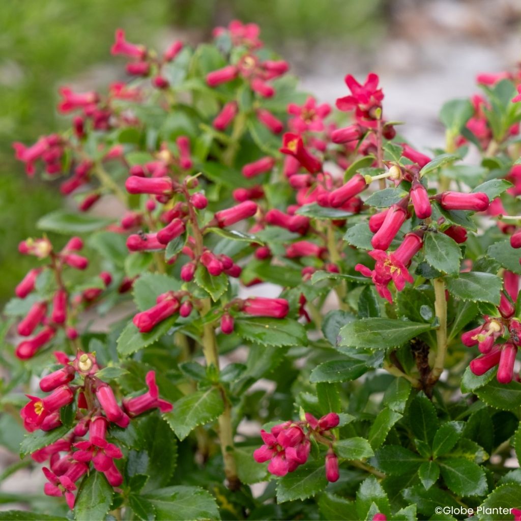 Escallonia rubra Red Tower