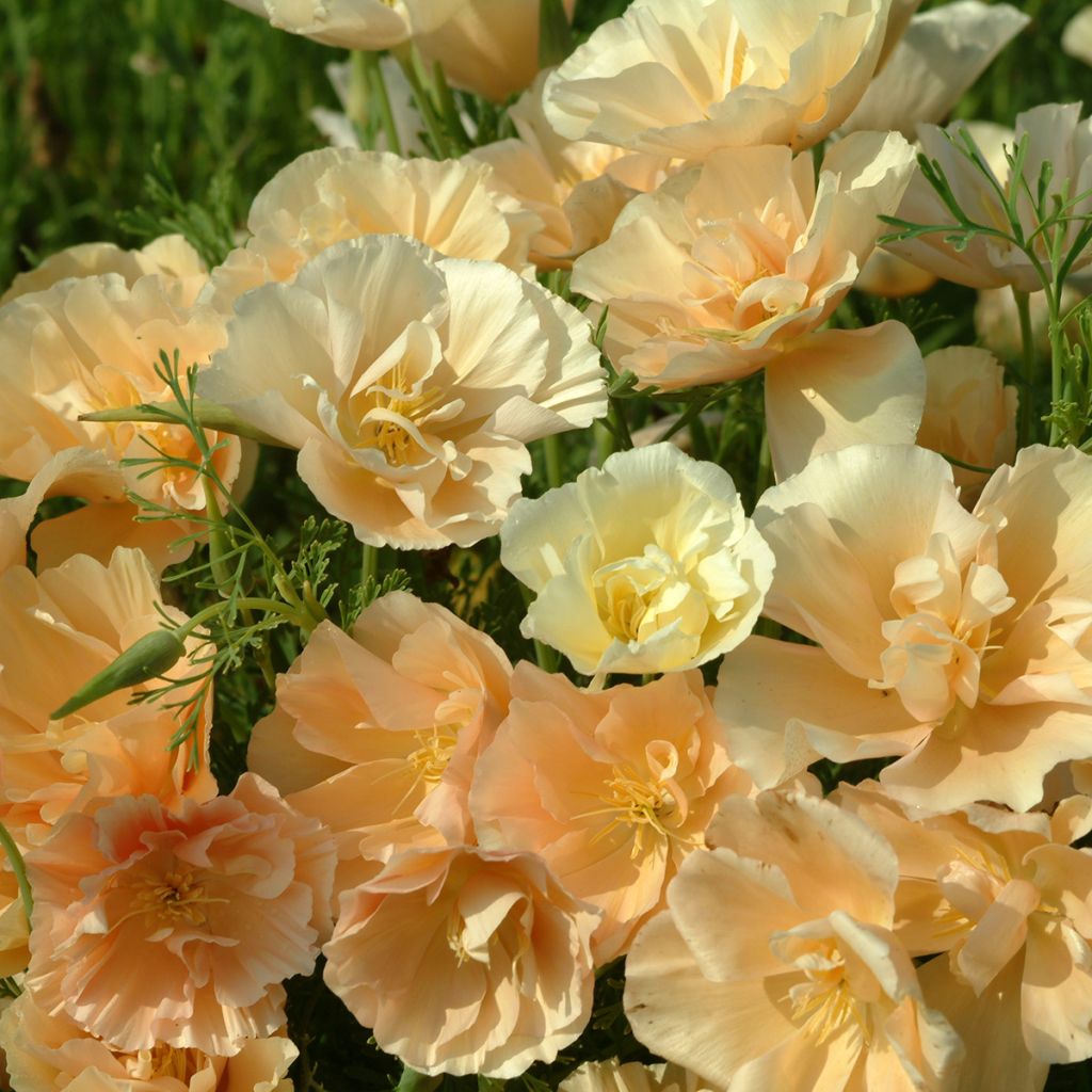 Kaliforniantuliunikko Pink Champagne (siemenet)